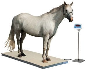 Canlı At Baskülü Düz Patform 100X200 CM 3 Ton Şarjlı