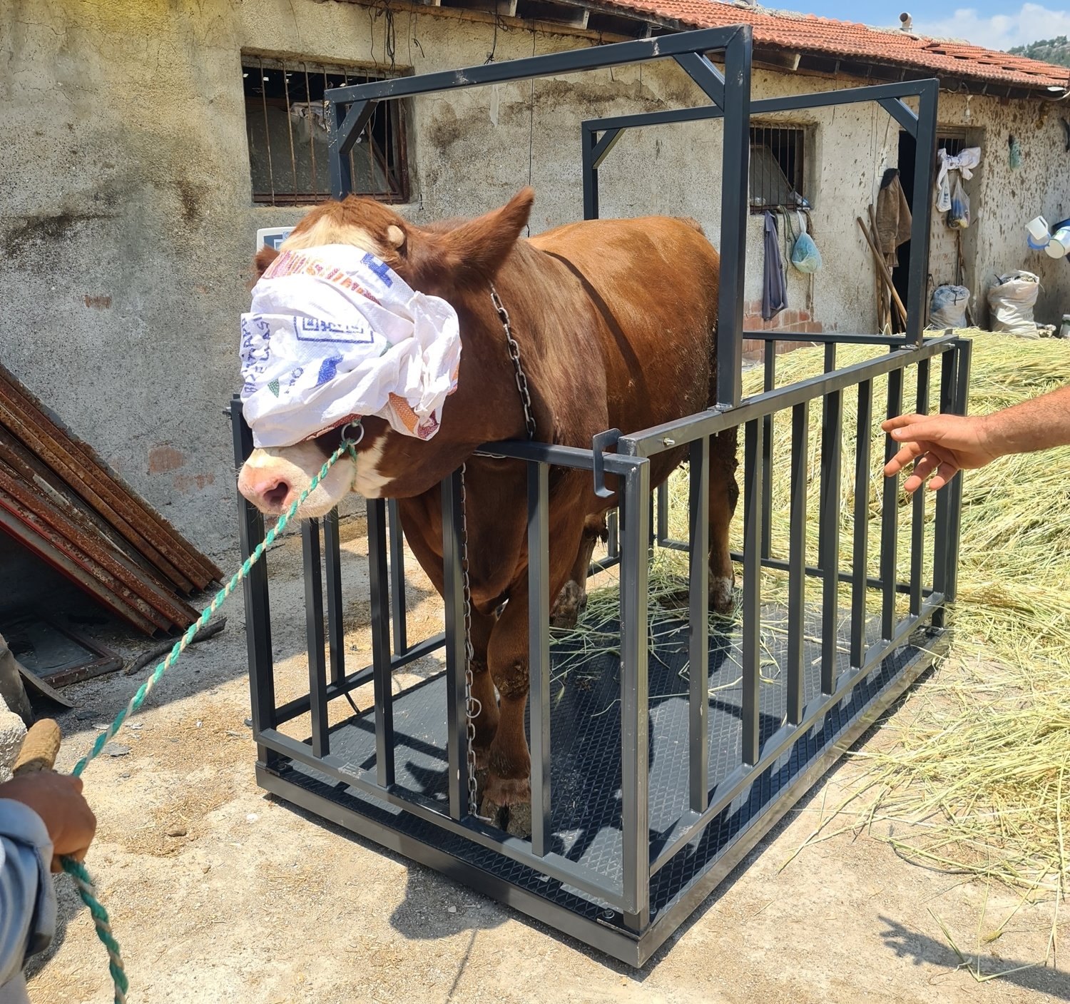 Canlı Hayvan Baskülü Çift Çemberli 100X200 CM 3 Ton