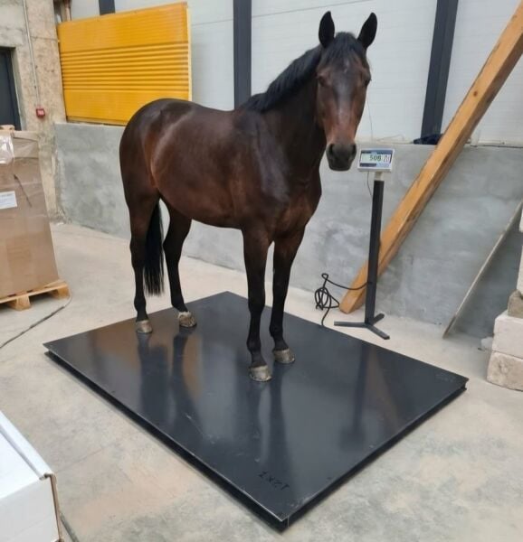 Canlı At Tay  Baskülü Düz Patform  Npu Şase 100X200 CM 3 Ton Şarjlı